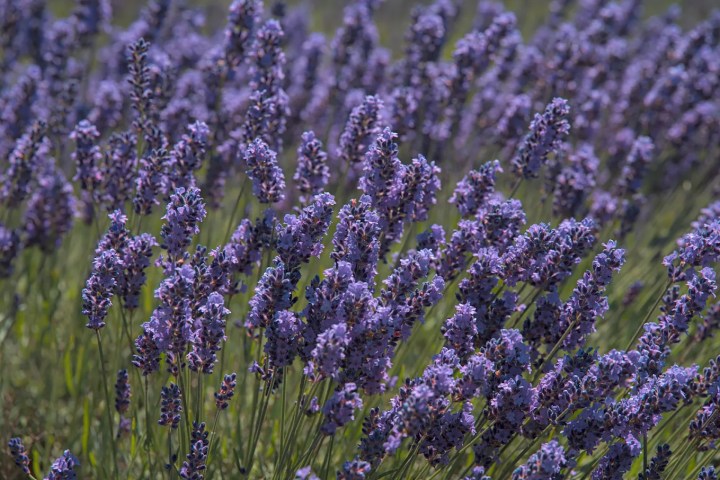 Languedoc Soap Making Experience
