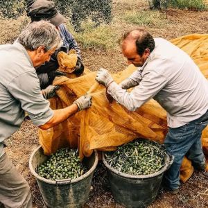 Puglia Olive Oil Tasting Experience