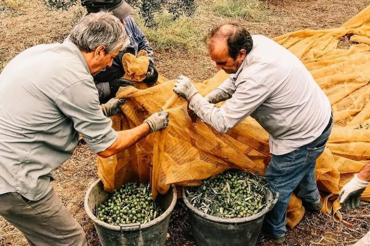 Puglia Olive Oil Tasting Experience