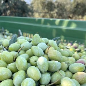 Puglia Olive Oil Tasting Experience