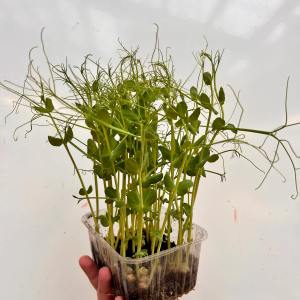 Normandy Aquaponics Tour & Workshops Experience