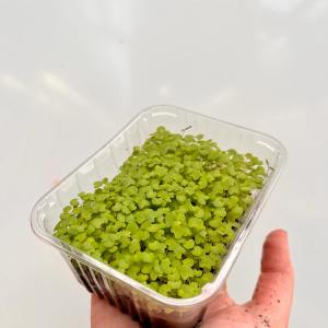 Normandy Aquaponics Tour & Workshops Experience