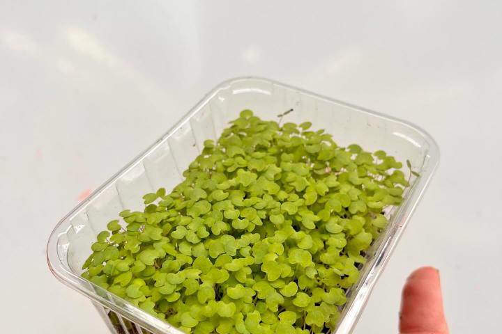 Normandy Aquaponics Tour & Workshops Experience