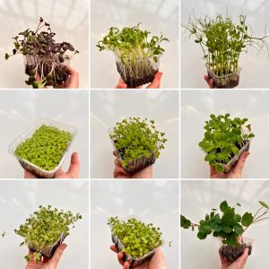 Normandy Aquaponics Tour & Workshops Experience