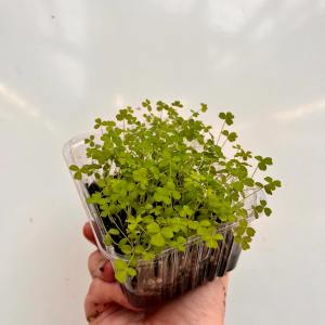 Normandy Aquaponics Tour & Workshops Experience