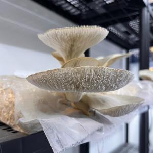 Normandy Aquaponics Tour & Workshops Experience