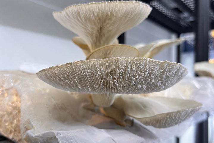 Normandy Aquaponics Tour & Workshops Experience