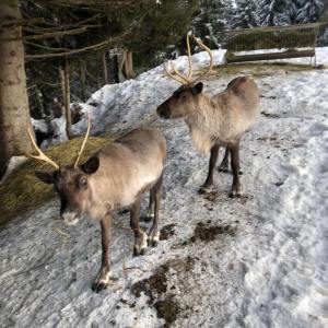 Rhône-Alpes Reindeer Experience