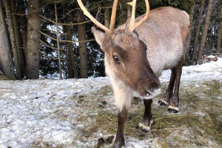 Rhône-Alpes Reindeer Experience