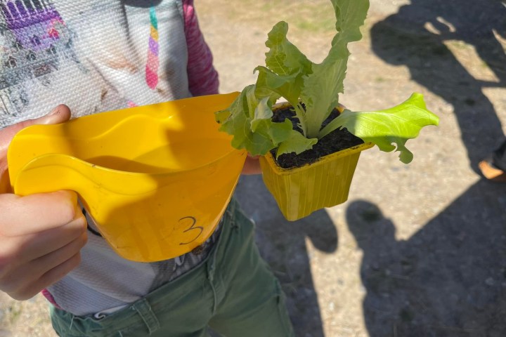Aquitaine Vegetable Garden Workshop Experience
