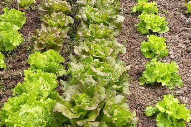 Aquitaine Vegetable Garden Workshop Experience