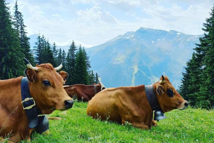 Rhône-Alpes Cheese Farm Tour Experience