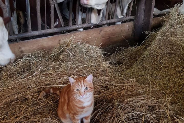 Rhône-Alpes Milk Farm Visit Experience