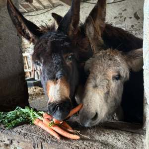 Pays-de-la-Loire Introduction to the Farm Experience