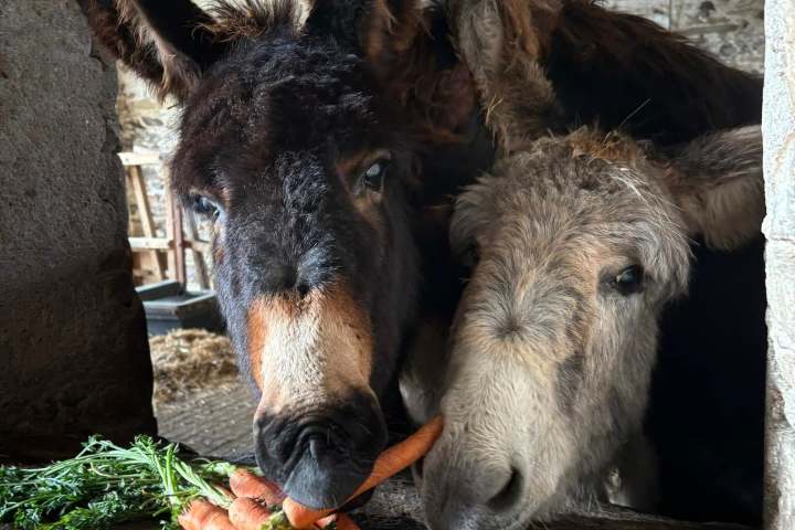 Pays-de-la-Loire Introduction to the Farm Experience