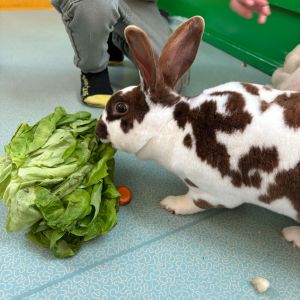 Pays-de-la-Loire Introduction to the Farm Experience