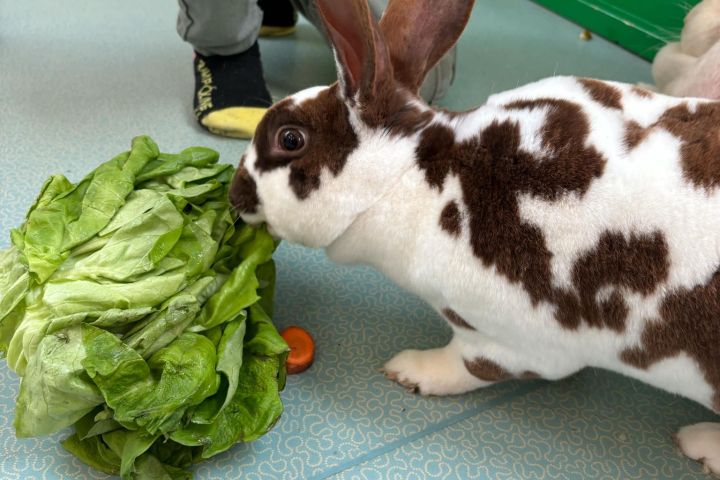 Pays-de-la-Loire Introduction to the Farm Experience