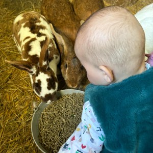 Pays-de-la-Loire Introduction to the Farm Experience