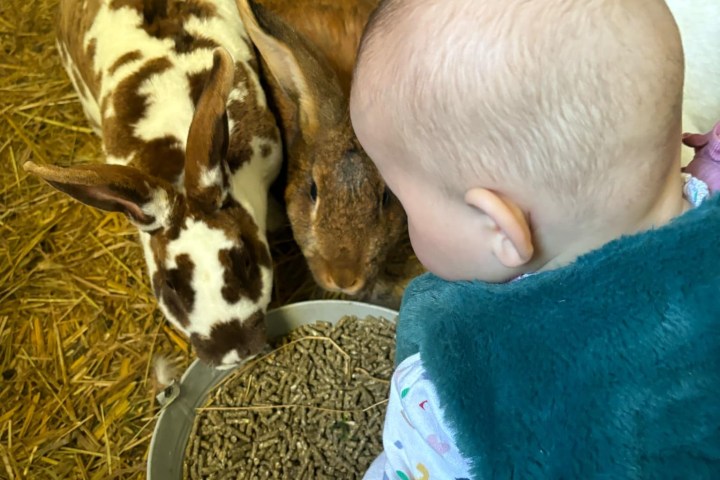 Pays-de-la-Loire Introduction to the Farm Experience