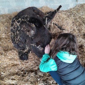 Pays-de-la-Loire Introduction to the Farm Experience