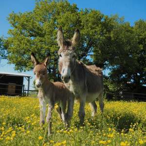 Pays-de-la-Loire Introduction to the Farm Experience