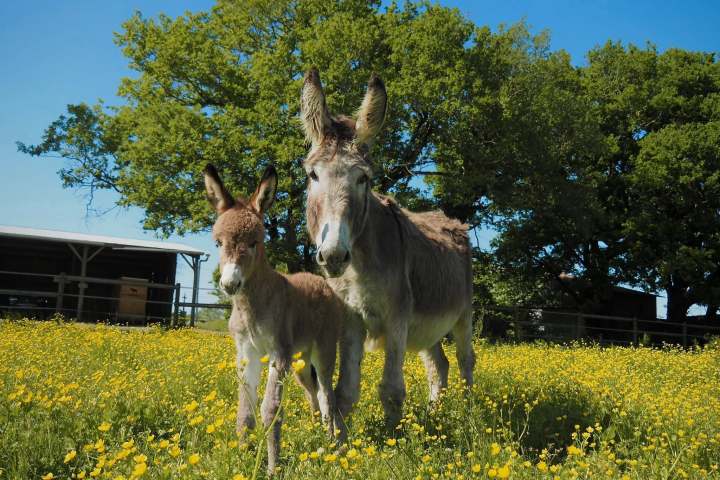 Pays-de-la-Loire Introduction to the Farm Experience