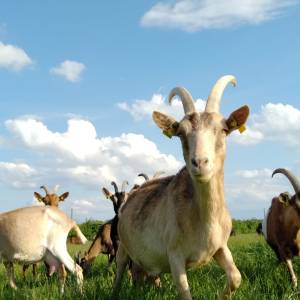 Loire Garden & Farm Immersive Experience