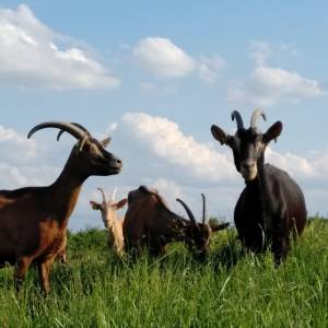 Loire Garden & Farm Immersive Experience