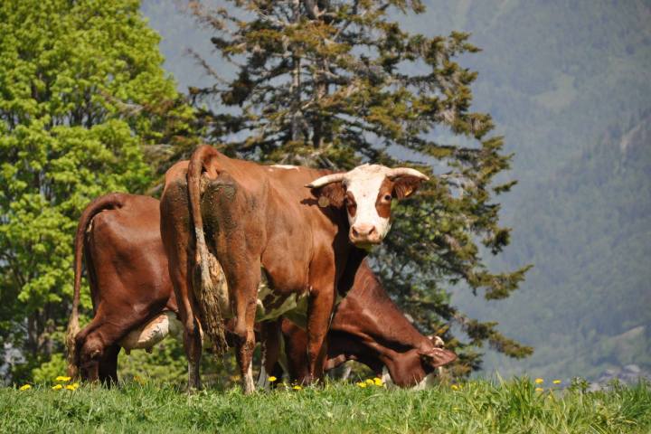 Rhône-Alpes Cheese Farm Tour Experience