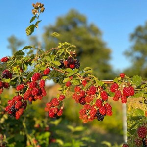 Verona Beekepping Visit & Tasting Experience