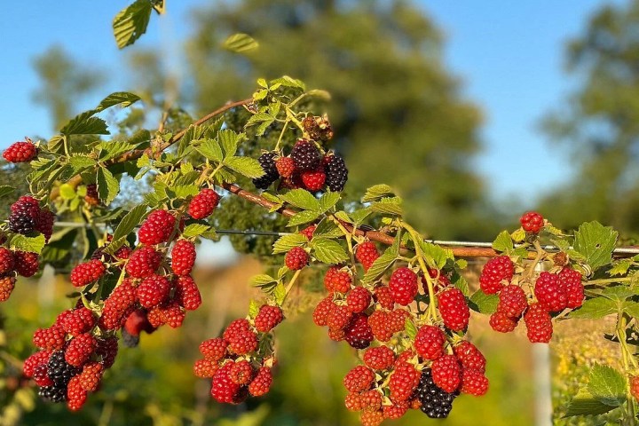 Verona Beekepping Visit & Tasting Experience