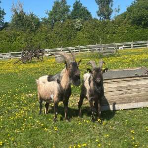 Normandy Farm Guided Tour Experience