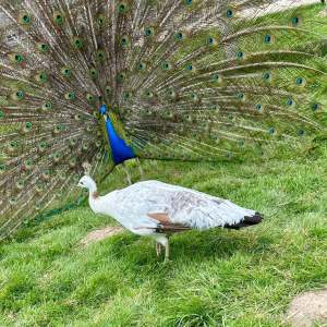 Normandy Farm Guided Tour Experience