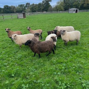 Normandy Farm Guided Tour Experience