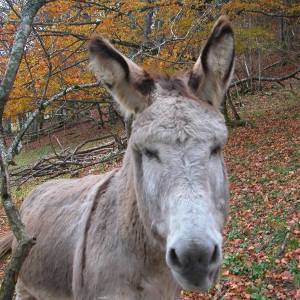 Rhône-Alpes Walk with Donkeys Experience