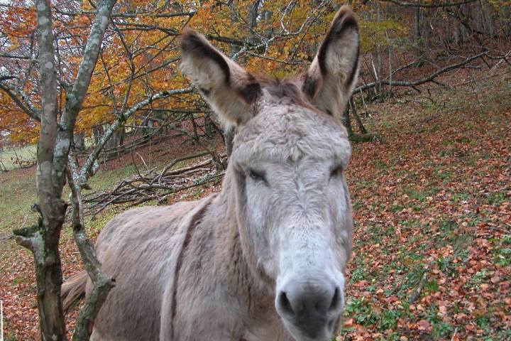 Rhône-Alpes Walk with Donkeys Experience