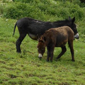 Rhône-Alpes Walk with Donkeys Experience