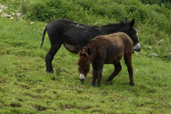 Rhône-Alpes Walk with Donkeys Experience