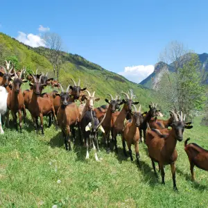 Rhône-Alpes Cheese Factory Experience
