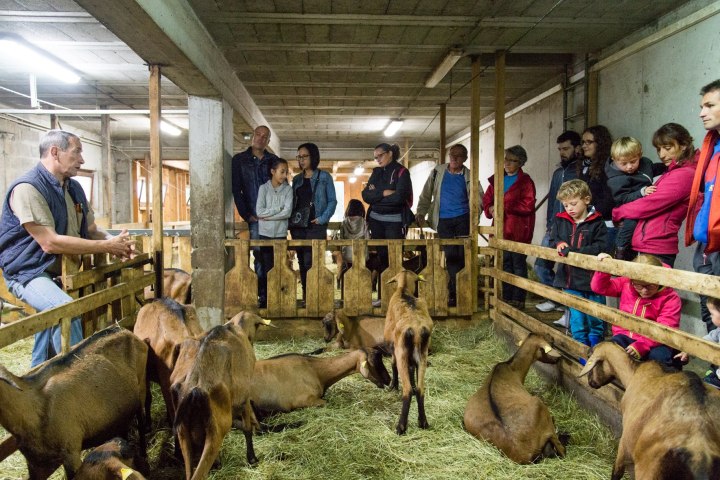 Rhône-Alpes Cheese Factory Experience