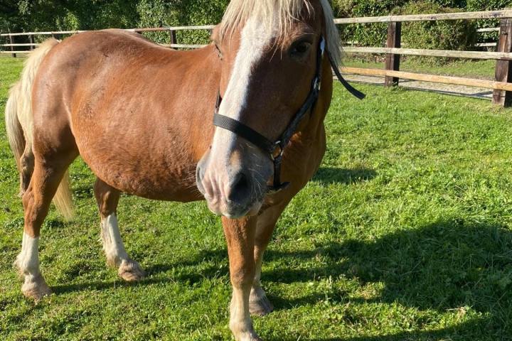 Normandy Farm Guided Tour Experience