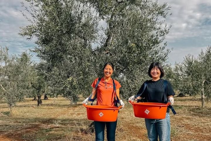 Puglia Olive Oil Tasting Experience