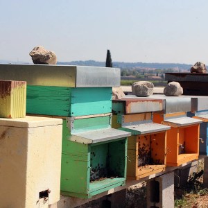 Verona Beekepping Visit & Tasting Experience