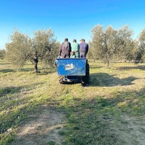 Puglia Olive Oil Tasting Experience