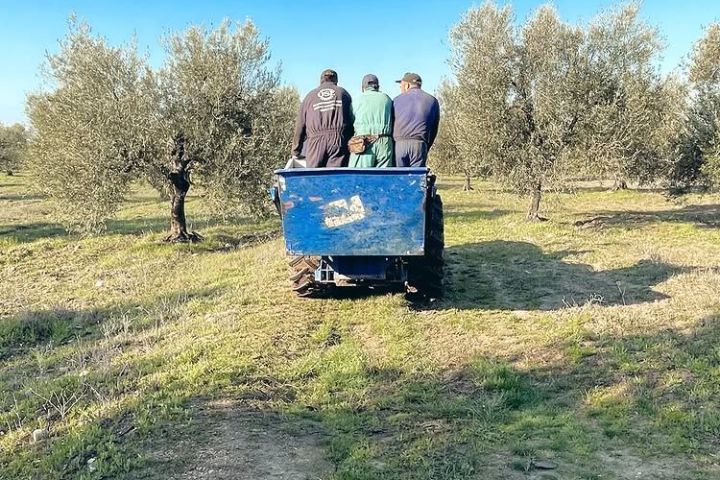 Puglia Olive Oil Tasting Experience