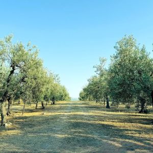 Puglia Olive Oil Tasting Experience