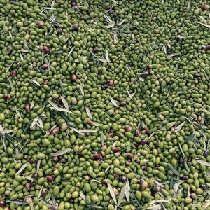 Puglia Olive Oil Tasting Experience