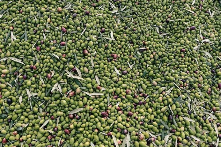 Puglia Olive Oil Tasting Experience