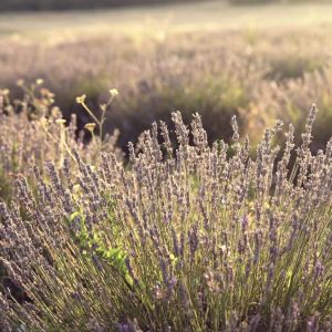 Languedoc Soap Making Experience