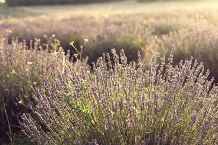 Languedoc Soap Making Experience